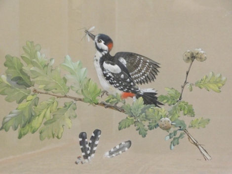 Lesley Ann Ivory (b.1934). Great Spotted Woodpecker, watercolour, signed, titled with price ticket of £235 verso, 38cm x 51cm.