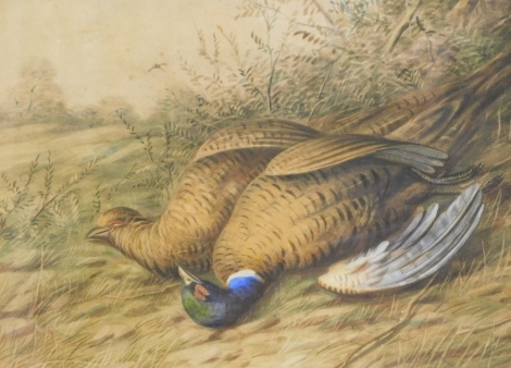 William Cruikshank (1848-1922). Dead pheasants in a clearing, watercolour, signed, 28cm x 42cm.