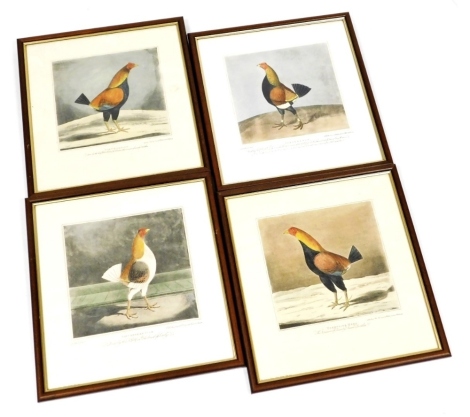 After Sydney Edwards. Four cock fighting prints, by R. Pollard & Sons, London, comprising Phenomenon, The Cheshire Pile, The Champion and Yorkshire Hero, later reproductions, 34.5cm x 32cm. (4)