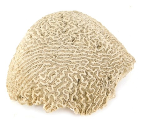 A white brain coral, of hemispherical form, 21cm wide.