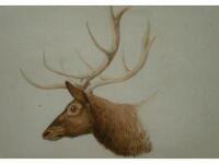 William Samuel Howitt (c.1765-1822). A Stag's Head