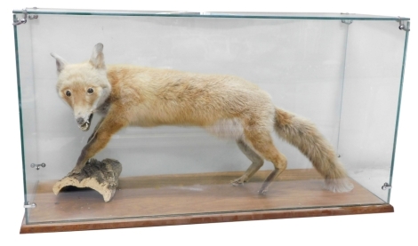 A taxidermy cased fox, with front paws on bark work base, in rectangular glazed and oak case, on oak stand, 57cm high, 105cm wide, 41cm deep.