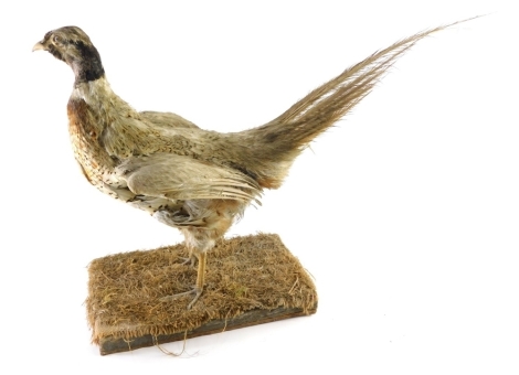 A taxidermy specimen of a pheasant, on straw base, 49cm high.