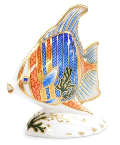 A Royal Crown Derby porcelain Pacific Angelfish paperweight, limited edition number 1588/2500, red printed marks and gold stopper, 13cm high, boxed.