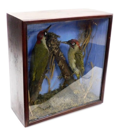 Taxidermy. Two green woodpeckers, on two branches in a naturalistic display, within a stained pine and glazed case, the case 41cm high, 38cm wide, 15.5cm deep.