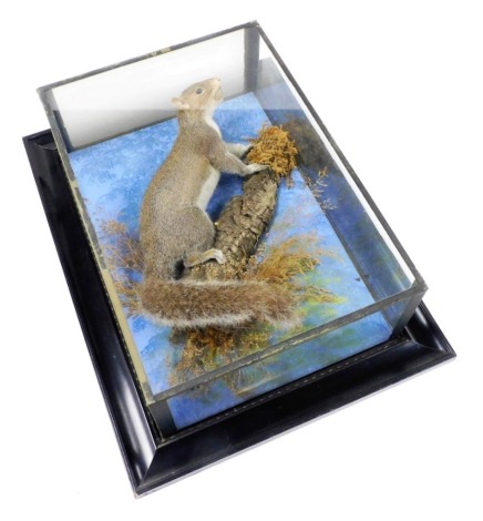 Taxidermy. A squirrel, mounted on a branch in a naturalistic display, in a glazed case mounted within an ebonised frame, the frame 55.5cm x 42.5cm.