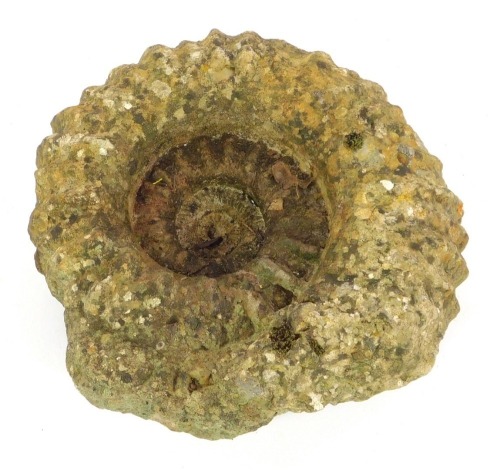 An ammonite, 32cm diameter.