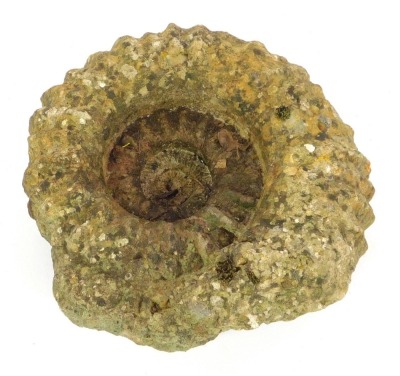 An ammonite, 32cm diameter.