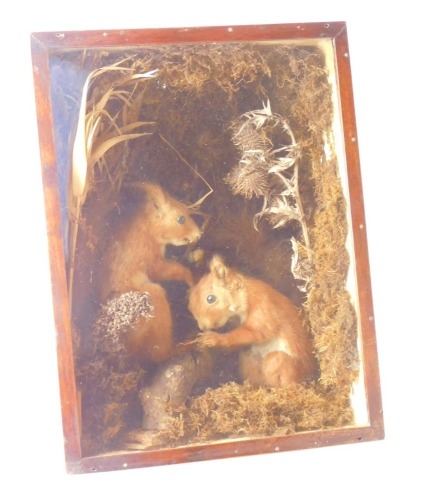 Taxidermy. Two red squirrels, holding their nuts, against a naturalistic backdrop, wooden and glass cased, 38cm high, 29cm wide.