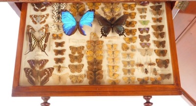 A Victorian mahogany collector's cabinet, the panelled door opening to reveal twelve drawers, each containing specimens of butterflies, moths, beetles, dragonflies and other insects, raised on a plinth base, with key, 87cm high, 52cm wide, 48cm deep. - 5