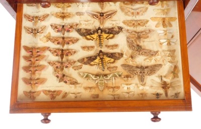 A Victorian mahogany collector's cabinet, the panelled door opening to reveal twelve drawers, each containing specimens of butterflies, moths, beetles, dragonflies and other insects, raised on a plinth base, with key, 87cm high, 52cm wide, 48cm deep. - 7