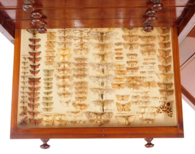 A Victorian mahogany collector's cabinet, the panelled door opening to reveal twelve drawers, each containing specimens of butterflies, moths, beetles, dragonflies and other insects, raised on a plinth base, with key, 87cm high, 52cm wide, 48cm deep. - 8