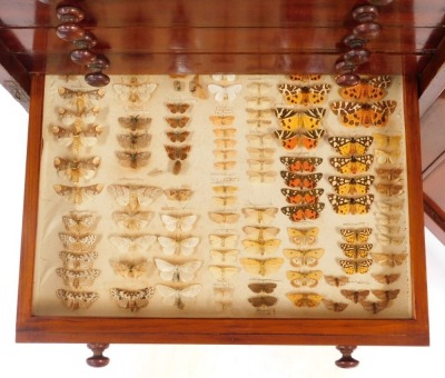 A Victorian mahogany collector's cabinet, the panelled door opening to reveal twelve drawers, each containing specimens of butterflies, moths, beetles, dragonflies and other insects, raised on a plinth base, with key, 87cm high, 52cm wide, 48cm deep. - 9