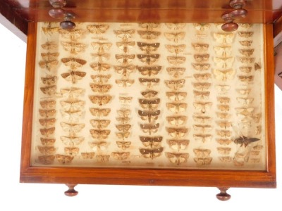 A Victorian mahogany collector's cabinet, the panelled door opening to reveal twelve drawers, each containing specimens of butterflies, moths, beetles, dragonflies and other insects, raised on a plinth base, with key, 87cm high, 52cm wide, 48cm deep. - 12