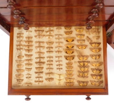 A Victorian mahogany collector's cabinet, the panelled door opening to reveal twelve drawers, each containing specimens of butterflies, moths, beetles, dragonflies and other insects, raised on a plinth base, with key, 87cm high, 52cm wide, 48cm deep. - 13