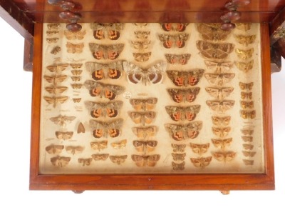 A Victorian mahogany collector's cabinet, the panelled door opening to reveal twelve drawers, each containing specimens of butterflies, moths, beetles, dragonflies and other insects, raised on a plinth base, with key, 87cm high, 52cm wide, 48cm deep. - 14