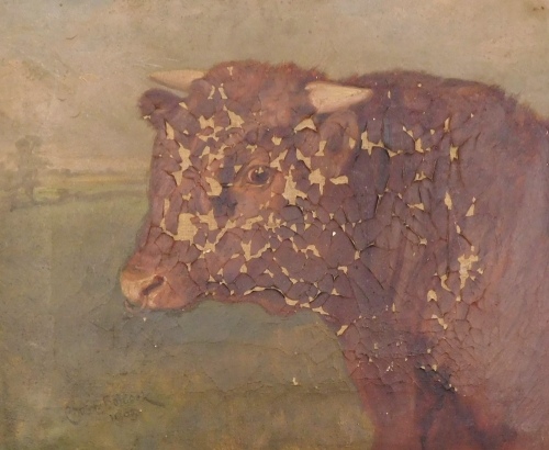 Charles E. M. Baldock (1876-1941). Study of a bull, oil on canvas, signed and dated 1903, 25.5cm x 32cm, (AF).