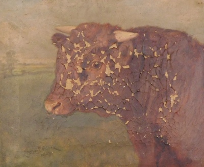 Charles E. M. Baldock (1876-1941). Study of a bull, oil on canvas, signed and dated 1903, 25.5cm x 32cm, (AF).