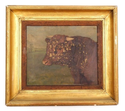 Charles E. M. Baldock (1876-1941). Study of a bull, oil on canvas, signed and dated 1903, 25.5cm x 32cm, (AF). - 2