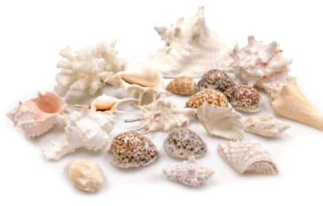 A group of seashells and coral, including cowrie and conch shells. (1 tray)