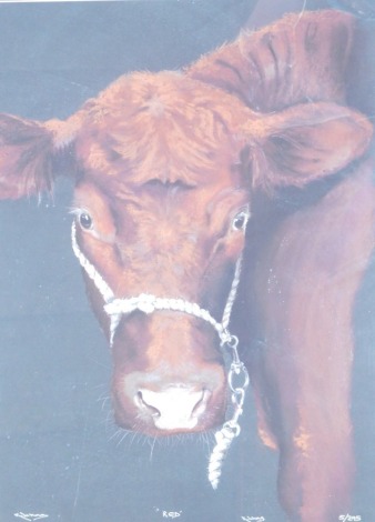 K Johns (20thC School). Red, limited edition print of Lincoln Red Cow, No 5/295, 50cm x 35cm, signed and titled, framed.