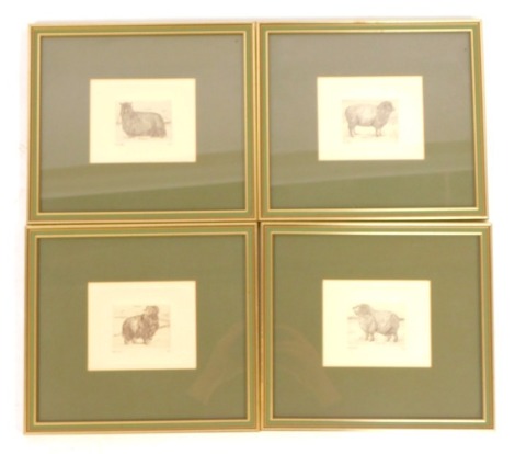 A set of four 19thC sheep engravings, comprising Exmoor Horn, limited edition number 145/500, Wensleydale 125/500, Shropshire 142/500, and Herdwick 136/500, 5.5cm x 7cm, framed and glazed. (4)