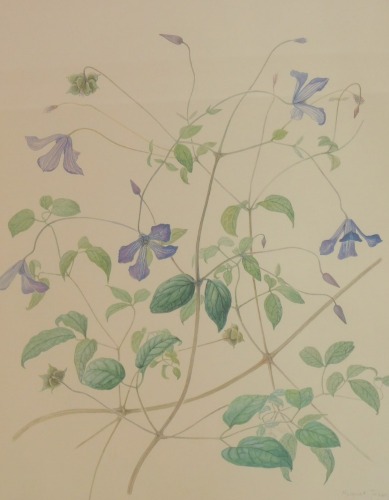 After Margaret Tebbs (20thC School). Clematis Viticella, limited edition number 11/25, past botanical artist for Kew Gardens, 49cm x 39cm, framed and glazed.