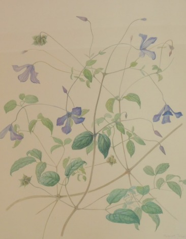 After Margaret Tebbs (20thC School). Clematis Viticella, limited edition number 11/25, past botanical artist for Kew Gardens, 49cm x 39cm, framed and glazed.