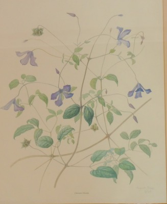 After Margaret Tebbs (20thC School). Clematis Viticella, limited edition number 11/25, past botanical artist for Kew Gardens, 49cm x 39cm, framed and glazed. - 2