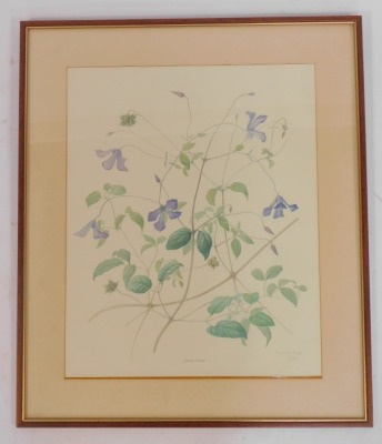 After Margaret Tebbs (20thC School). Clematis Viticella, limited edition number 11/25, past botanical artist for Kew Gardens, 49cm x 39cm, framed and glazed. - 4