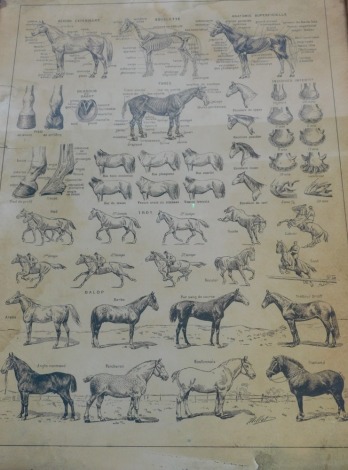 An early 20thC French equestrian poster, showing the anatomy of a horse and different runs and breeds, print, 108cm high, 78cm wide, in pine frame. (AF)