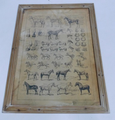 An early 20thC French equestrian poster, showing the anatomy of a horse and different runs and breeds, print, 108cm high, 78cm wide, in pine frame. (AF) - 2