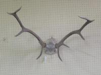 A set of four and five point antlers with skull mount