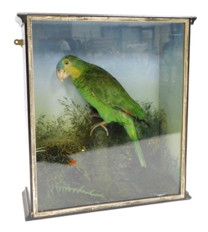 Taxidermy. A parakeet, perched on a branch in naturalistic setting, in a treen cabinet with glazed front, the case 41cm high, 37cm wide, 14cm deep.