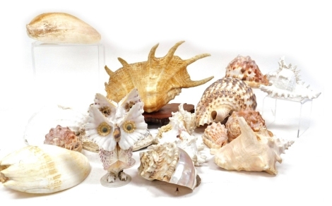 Exotic shells, including a conch shell, Atlantic trumpet triton shell, and a Murex shell. (a quantity) Buyer Note: WARNING! This lot contains untested or unsafe electrical items. It is supplied for scrap or reconditioning only. TRADE ONLY