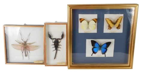 Various cased taxidermy, an open wing stick insect, 23cm x 22cm, giant African scorpion, and various butterflies. (3 cases)