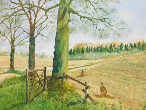 Norman Fairbrass (20thC). Pheasants in a clearing, with trees in the foreground, oil on board, signed and dated (19)77, 50cm x 91cm.