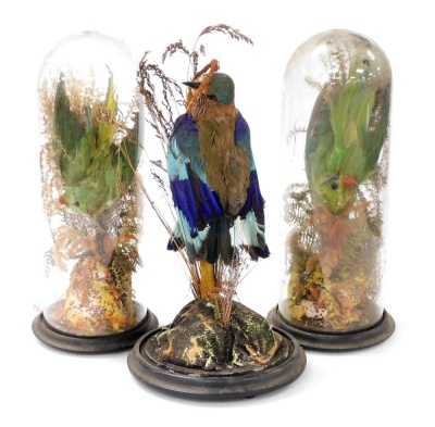 A pair of late Victorian taxidermy specimen of parakeet, amid naturalistic foliage, with slender glass dome and ebonised stand, 43cm high overall, and another Victorian taxidermy specimen of an exotic bird, possibly an Indian roller, in a naturalistic set