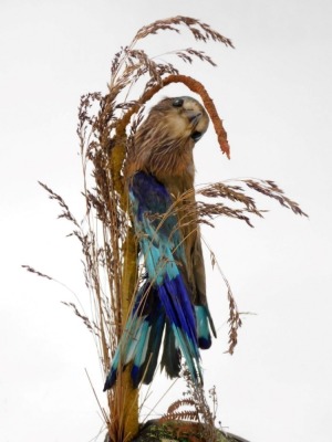 A pair of late Victorian taxidermy specimen of parakeet, amid naturalistic foliage, with slender glass dome and ebonised stand, 43cm high overall, and another Victorian taxidermy specimen of an exotic bird, possibly an Indian roller, in a naturalistic set - 2