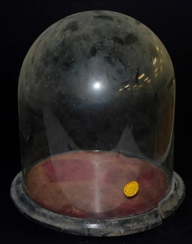 A glass dome, on an ebonised base, 32cm high. (base AF)