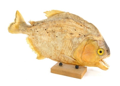 Taxidermy. A taxidermied or preserved Piranha fish, on a wooden base, 22cm long.