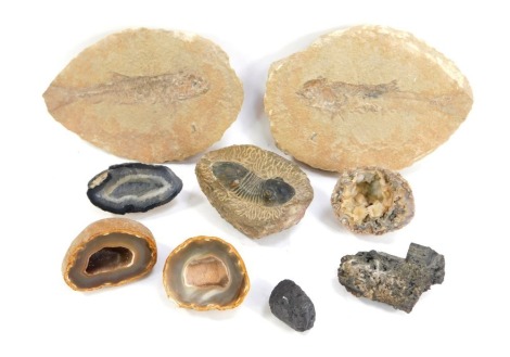 A group of fossils, comprising two fish bodies in rock, 19cm wide, ammonites, etc. (1 tray)