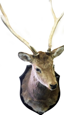 Taxidermy. A deer's head, with three pronged antlers, on an oak shield mount, bearing plaque David's Hill, Wychwood Forest, 17th March 1997.