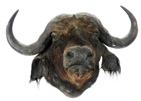 Taxidermy. A water buffalo's head, 79cm x 91cm.