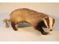 A 20thC taxidermy badger