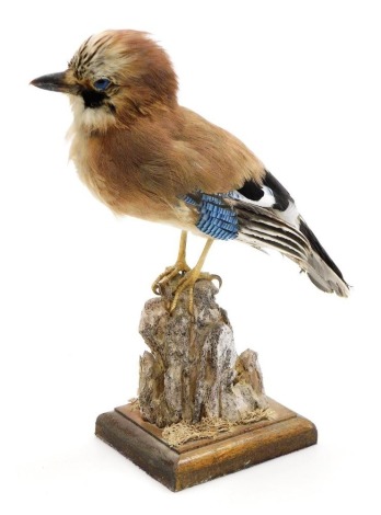 Taxidermy. A jay, modelled perched on a wooden out crop above an oak base, 27cm high.