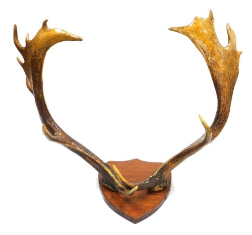 A pair of varnished deer antlers, on a wooden shield mount, 56cm high.