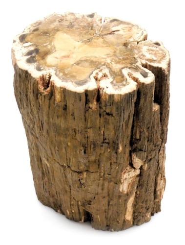 A petrified wooden log or trunk section, possibly Triassic period, 26cm high.