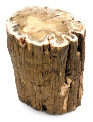 A petrified wooden log or trunk section, possibly Triassic period, 26cm high.