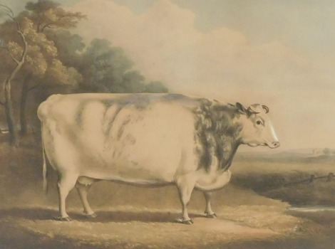 After William Henry Davis (British 1786-1865). A short horned prized cow, 7 years old, bred and fed by Mr Richard Hickson of Hougham near Drahan, lithograph, published by Hullmandel & Walton, 61cm x 74cm.